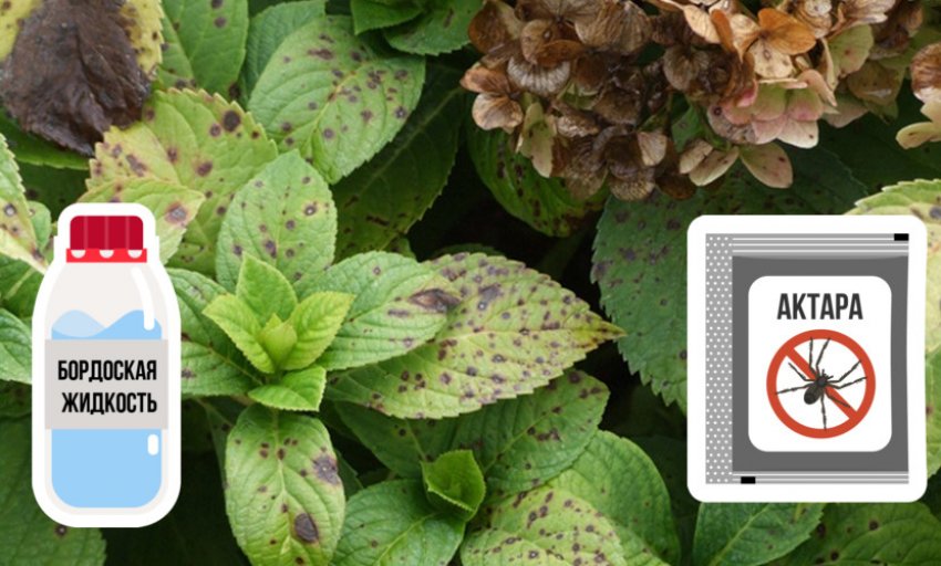 Препарати для боротьби з хворобами та шкідниками гортензії Препарати для боротьби з хворобами та шкідниками гортензії