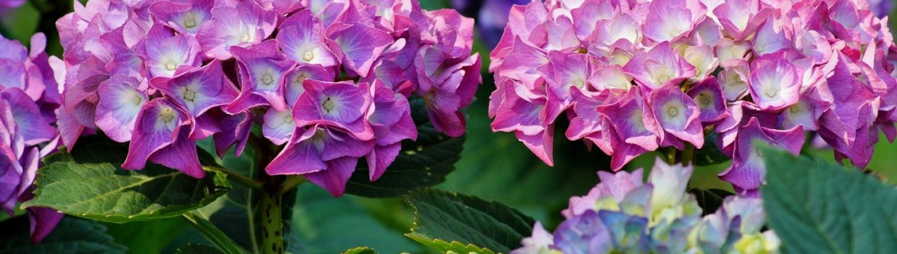 Вирощування та догляд за гортензією "Букет Роуз"