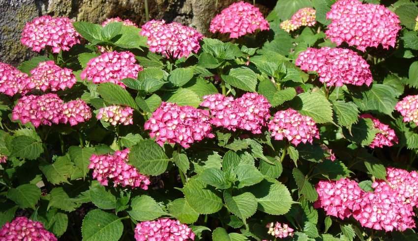 Гортензія Букет Роуз Гортензія Букет Роуз