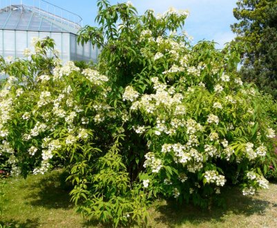 Вирощування покривної гіоргінії Бретшнейдера