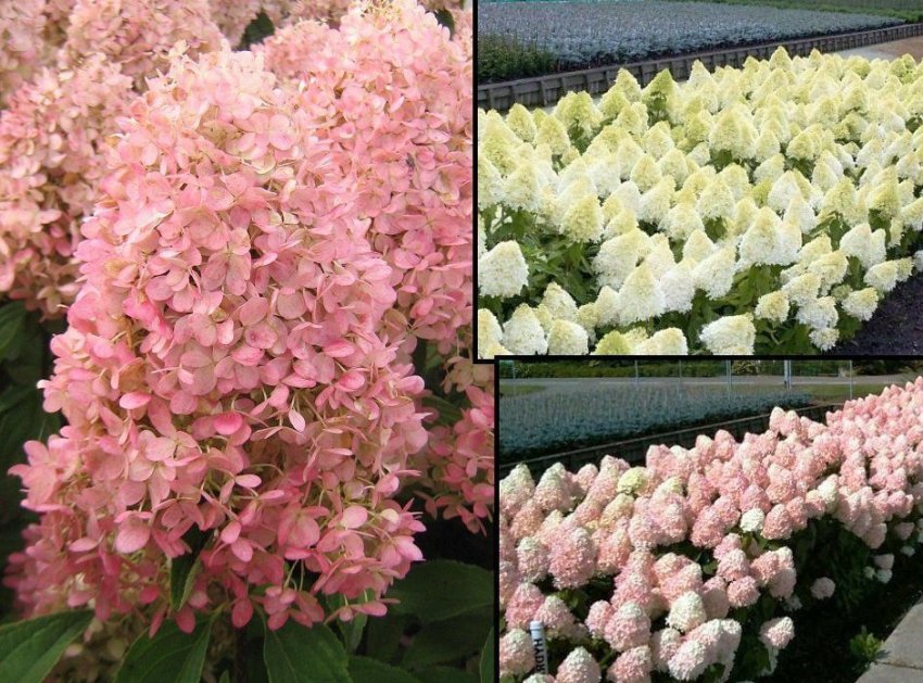 Гортензія Меджикал Світ Саммер