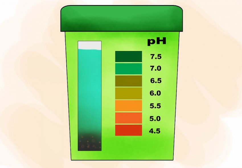 Кислотність ґрунту для гортензії