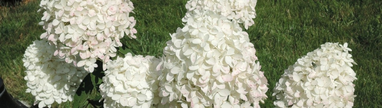 Особливості метеликоподібної гортензії Magical Sweet Summer