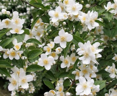 Яскравий вигляд куща жасмину і його зріст полягає в наступному