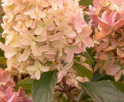 Опис та вирощування гортензії «Строберрі Блоссом»