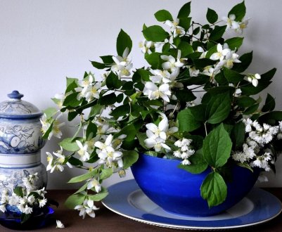 Види і сорти кімнатного жасмину: особливості догляду