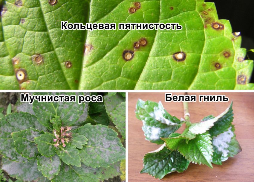 Хвороби гортензії Хвороби гортензії