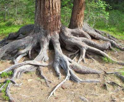 Особливості будови кореневої системи сибірського кедра