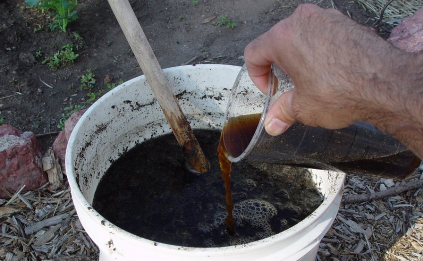 Розчин навозу Розчин навозу