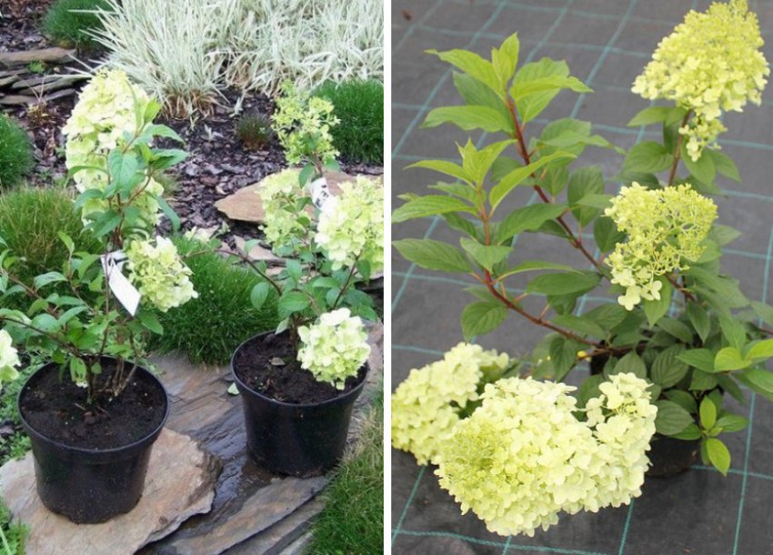 начало плодоношения у яблони. на какой год после посадки цветет. клематис ломонос подкормка. сирень после цветения. схема обрезка неукрывного винограда весной.