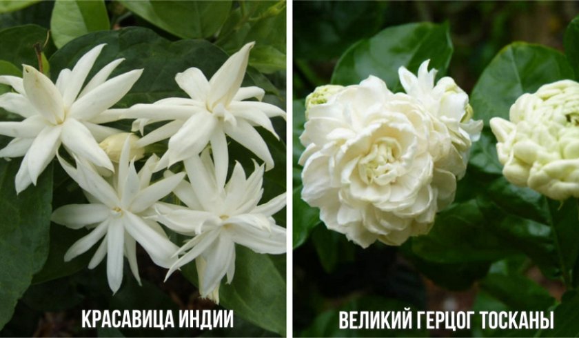 Сорта жасмина Самбак Сорта жасмина Самбак