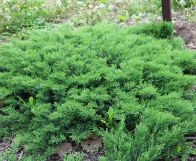 Описание даурского можжевельника, посадка и уход