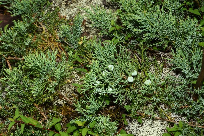 Можжевельник даурский