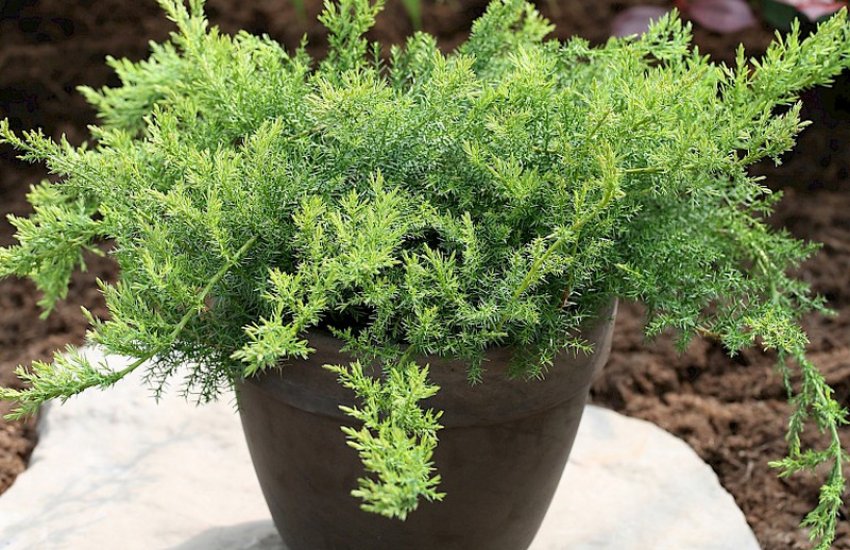 Даурский можжевельник Ленинград