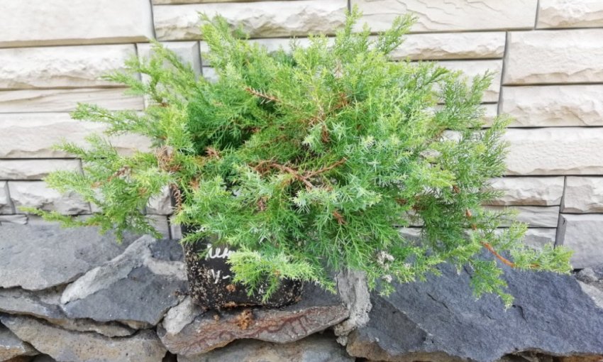 Саженец даурского можжевельника