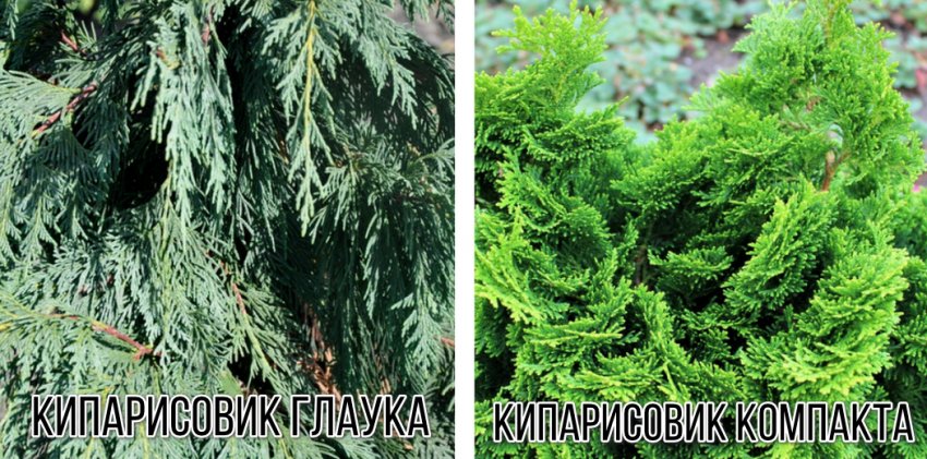 Кипарис и кипарисовик в чем разница. Смотреть фото Кипарис и кипарисовик в чем разница. Смотреть картинку Кипарис и кипарисовик в чем разница. Картинка про Кипарис и кипарисовик в чем разница. Фото Кипарис и кипарисовик в чем разница
