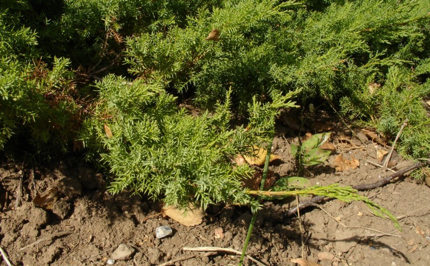 Уход за почвой возле даурского можжевельника