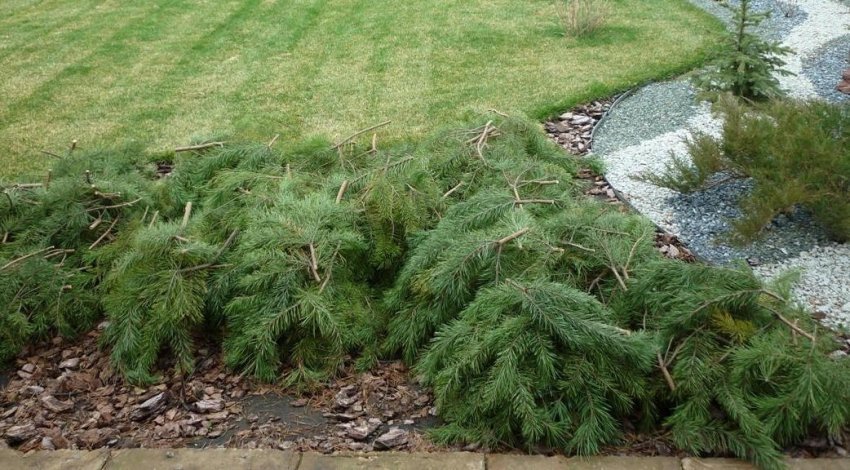 Укрытие можжевельника на зиму