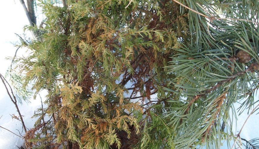 Ожог на можжевельнике