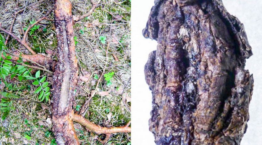 Рак ствола можжевельника