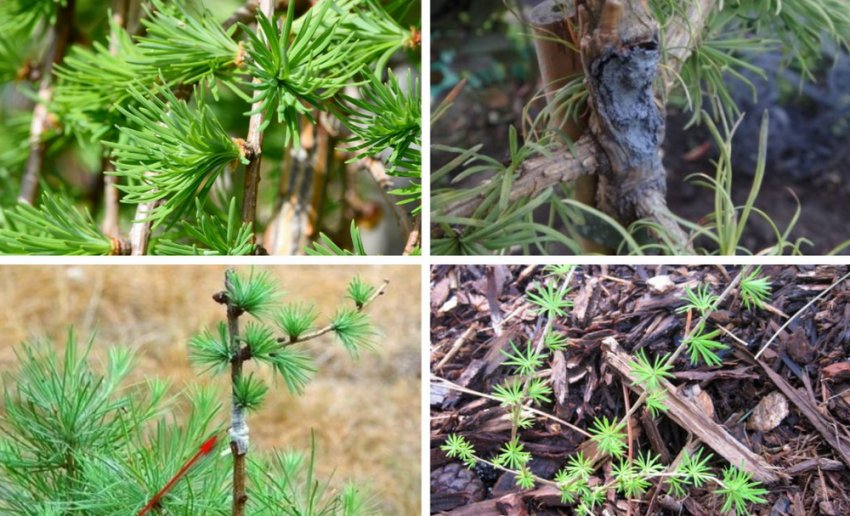 Розмноження пихти черенками