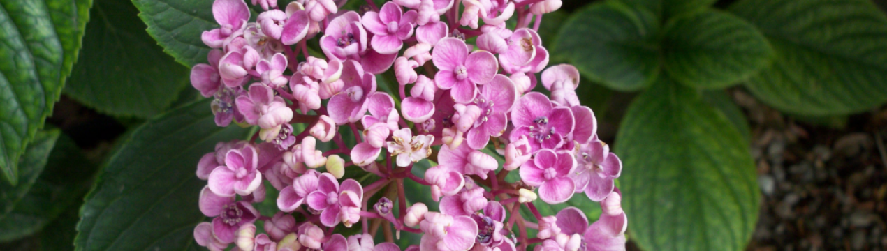 Особливості посадки та догляду за гортензією Аіша