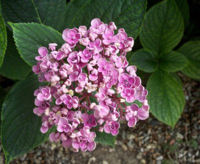 Особливості посадки та догляду за гортензією Аіша