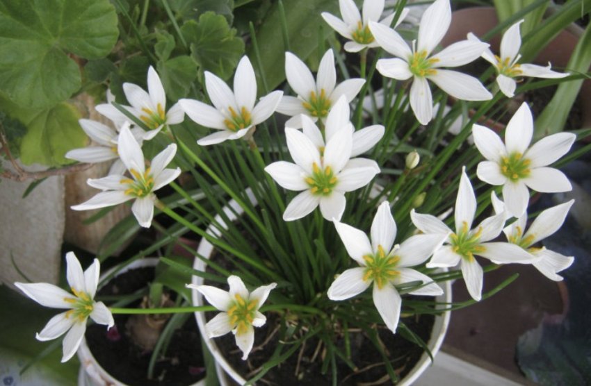 Зефірантес Атамасский