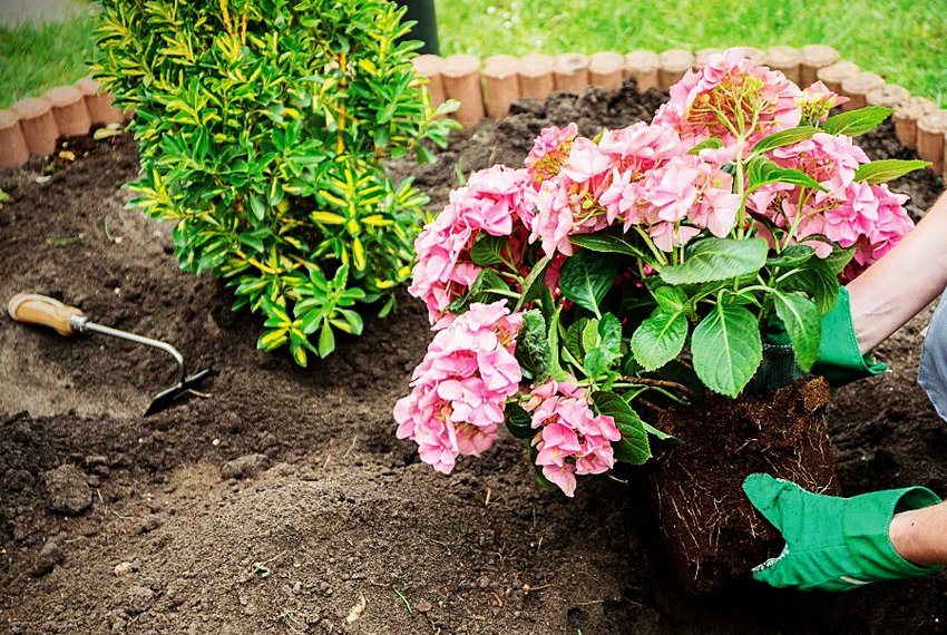 Посадка гортензії Посадка гортензії