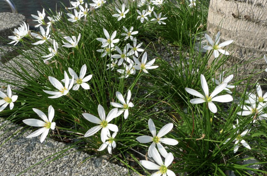 Зефірантес білий