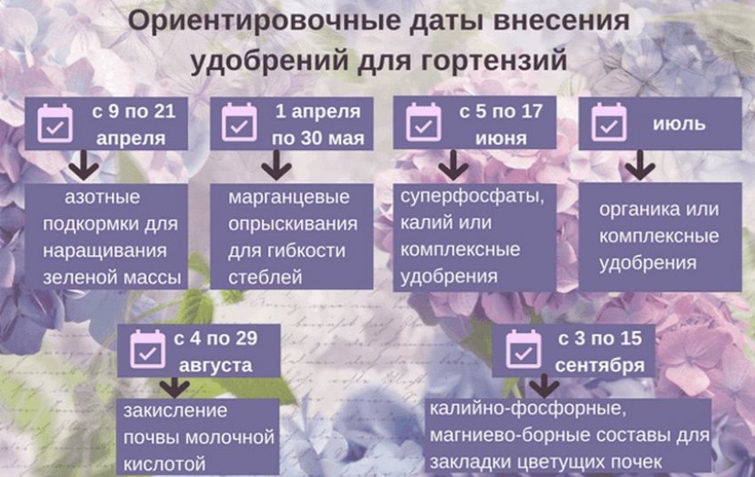 Добриво для гортензії Добриво для гортензії