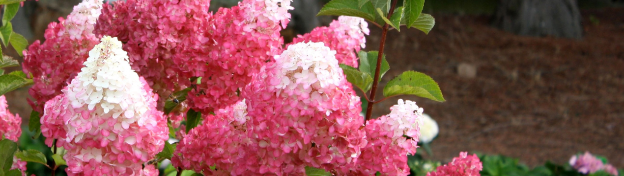 Посадка, догляд і застосування гортензії "Ваніла Фрейз"