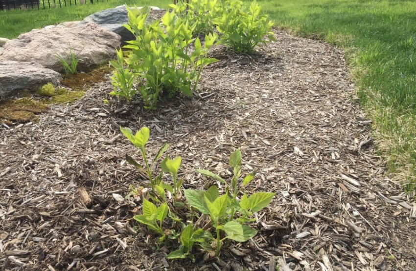 Мульчування гортензії Мульчування гортензії