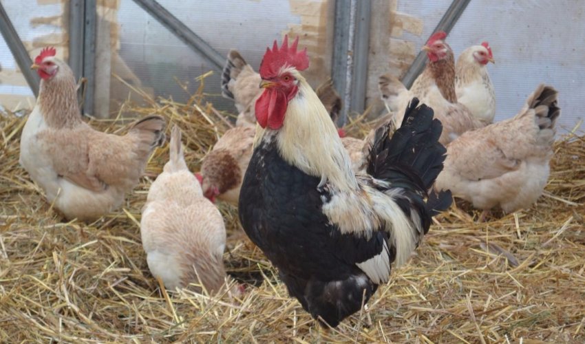 Кури загорська лососева