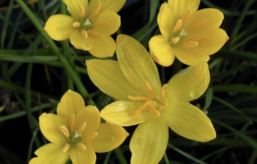 Зефірантес золотистий