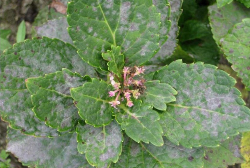 Сіра гниль гортензії Сіра гниль гортензії