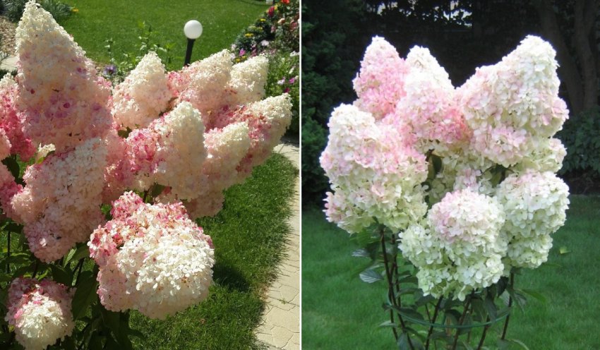 Ваніль Фрейз на підщепі Ваніль Фрейз на підщепі