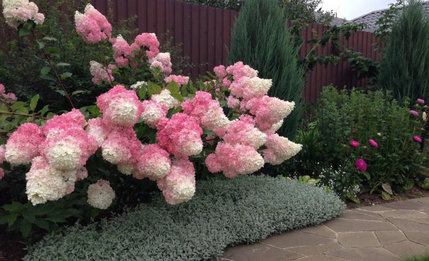 Ґортензія Ваніла Фрайз у ландшафтному дизайні Ґортензія Ваніла Фрайз у ландшафтному дизайні