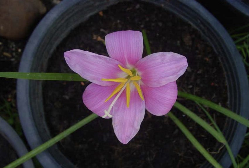 Зефірантес великоквіткова