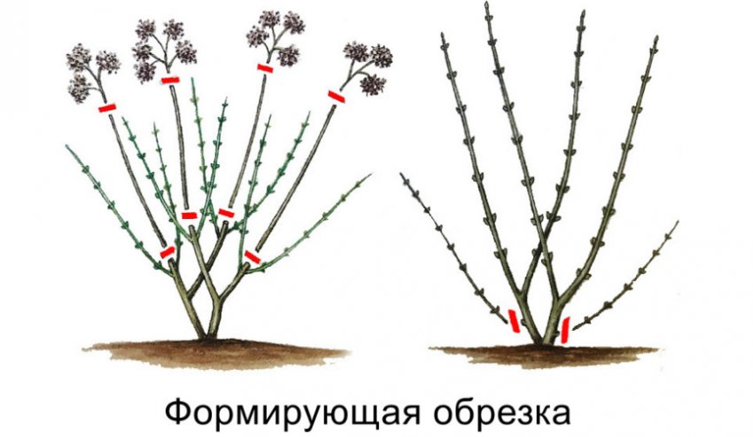 Формуюча обрізка гортензії Формуюча обрізка гортензії
