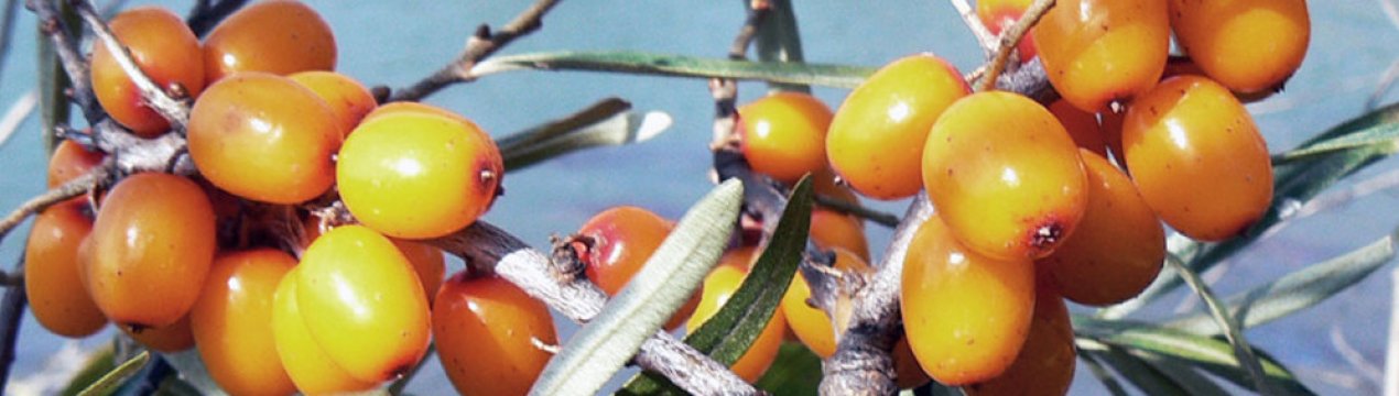 Обліпиха Алтайська: вирощування та догляд