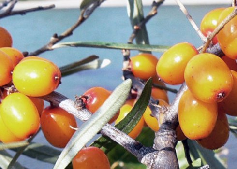 Обліпиха Алтайська: вирощування та догляд