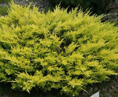 Опис горизонтального можжевельника, популярні сорти