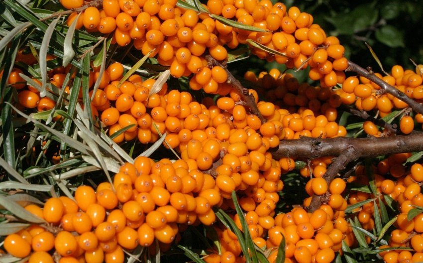 Обліпиха Алтайська