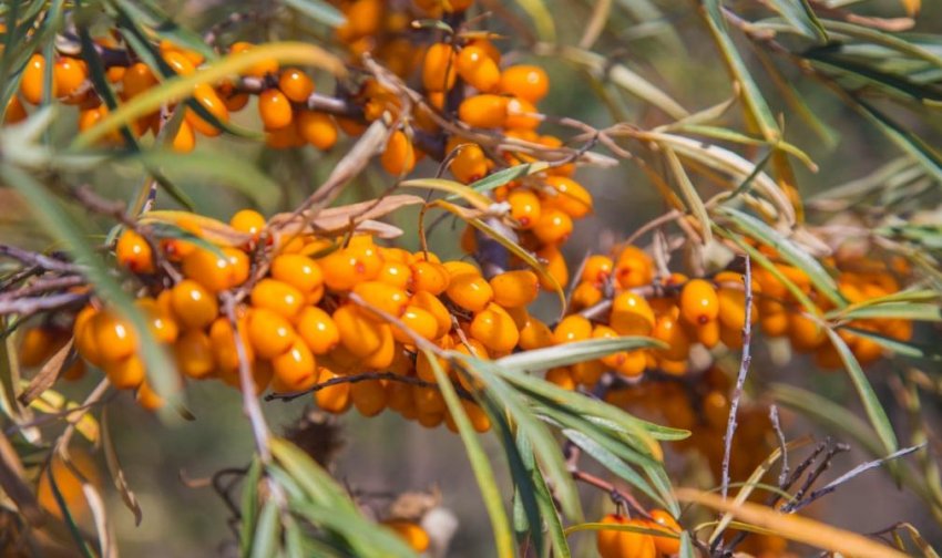 Сорт обліпихи Алтайська