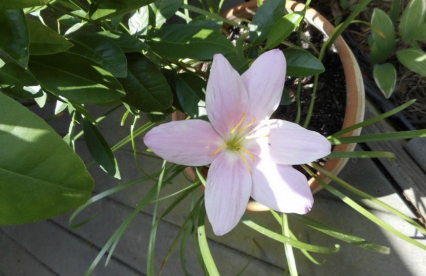 Зефірантес Линдлея