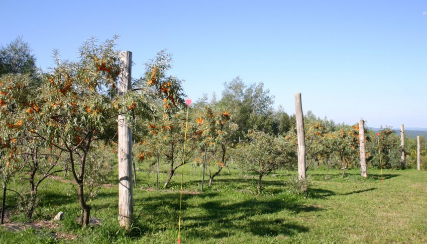 Місце під посадку обліпихи
