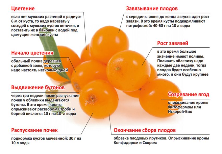 Підживлення обліпихи на різних етапах розвитку