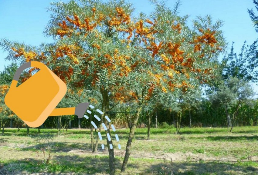 Полив обліпихи