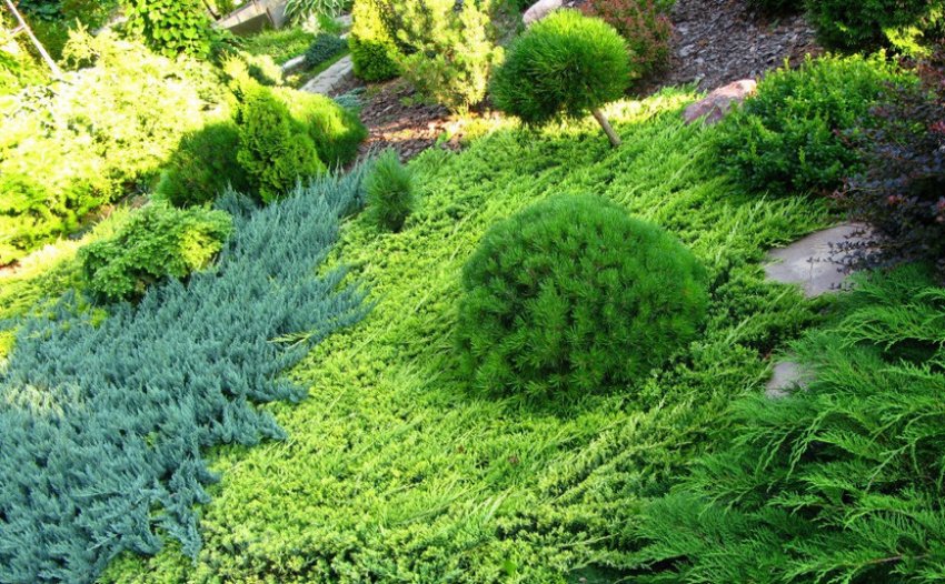 Горизонтальний можжевельник в ландшафтному дизайні Горизонтальний можжевельник в ландшафтному дизайні